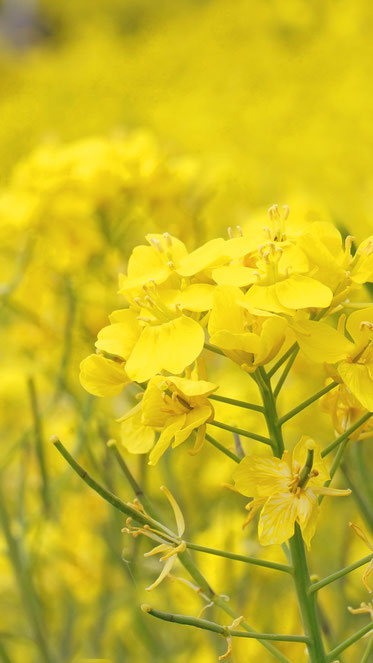 スマホ用  菜の花の画像 可愛い壁紙・待ち受け