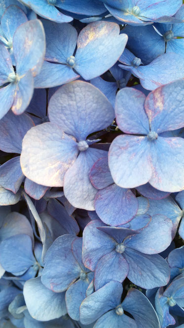紫陽花 花の画像 壁紙 待ち受け 無料で大人可愛いスマホ用待ち受け画像をダウンロードできる Cute 紫陽花 花の画像 壁紙 待ち受け 無料で大人可愛いスマホ用待ち受け画像をダウンロードできる Cute