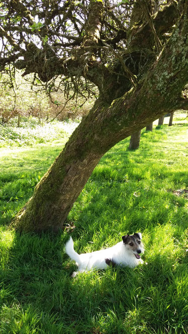 Hund sitzt im Gras