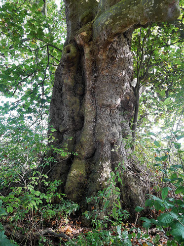 Platane bei Ohr