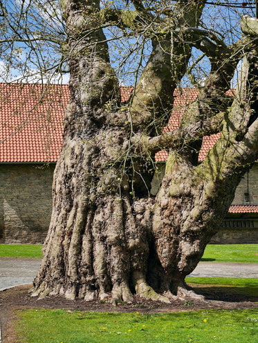 Platane im Abteihof in Lamspringe