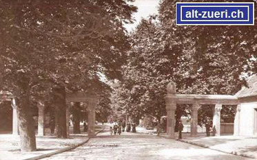 Abbildung 5: Dieses Bild vom Platzspitz stammt von 1914. Die Platanen links wurden 1806 gepflanzt und waren auf dem Bild also schon 108 Jahre alt.