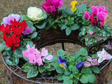 開店祝や退職・誕生日など、身近な方に宮子花園の寄せ植えのプレゼントは、きっと喜ばれます。