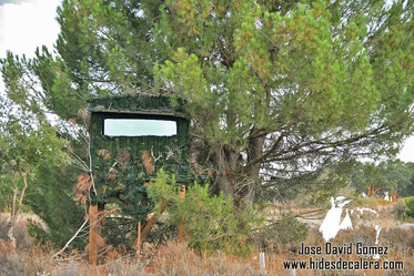 Nuestro hide es una torre situado en una dehesa salpicada de pinos 