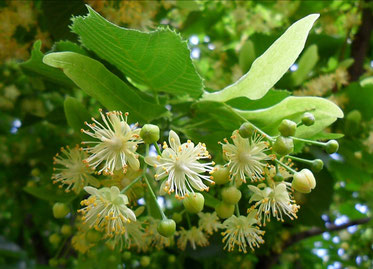 Tilleul en fleurs.