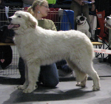 Conrad 7 months old in Christmas Puppy and Veteran show 2013