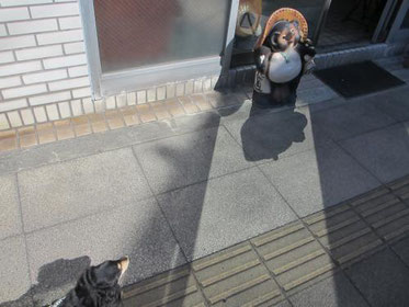 タヌキの置き物