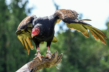 Babylone la grande est devenue un repaire pour tout oiseau impur et détestable et un repaire de démons