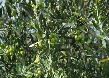 小豆島のオリーブの木