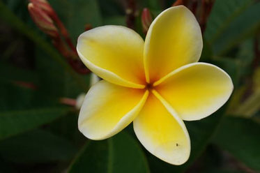ハワイの花 プルメリアのお話し ハワイおくるまドットコム