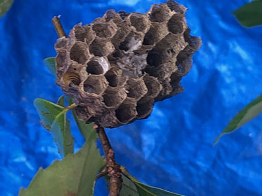 この蜂の巣の形はアシナガバチです！