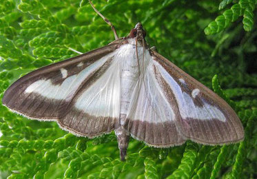 Papillon de la pyrale du buis