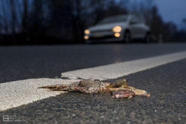Amphibien-Massaker auf unseren Straßen