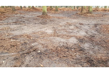 Adlerfarnfläche nach der Bearbeitung-Foto: NABU Sulingen/B. Köstermenke