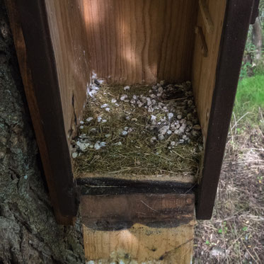 Ein leeres Nest in einem geöffneten Nistkasten