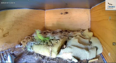 Kein Bruterfolg in Kasten 2