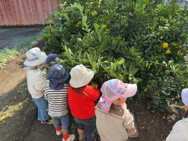 黄色いみかん、発見!