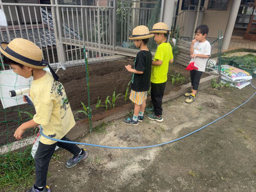 とうもろこしも大きくなってる！