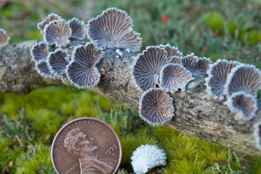 Common Split Gill mushrooms (Schizophyllum commune) on a fallen sugar maple branch. The white next to the penny is the top of a Split Gill.