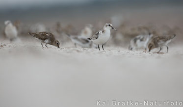 Limi-Massenauflauf am Nordstrand Prerow