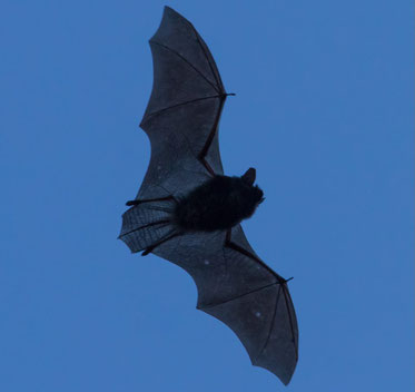 Zwergfledermaus  (c) A. Hartl