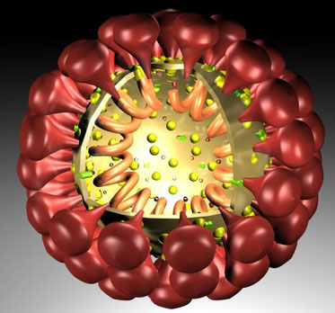 Grafik eines Coronavirus