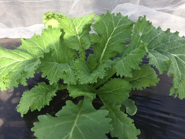 マスタードグリーン オーガニックファーム 蓼科ポニーハウス