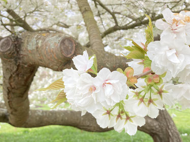 Kew gardensの桜