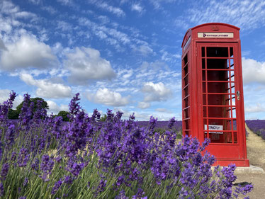 Mayfield Lavender Farm