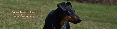 Banner,Manchester Terrier von Barkelsby, Logo