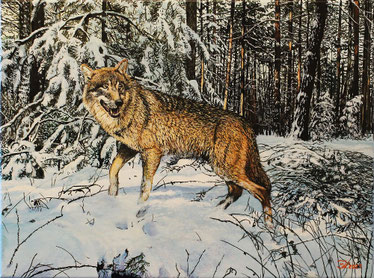 Wolf im Brandenburg 30 x 40 