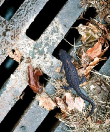 Salamander