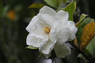 くちなしの花の写真　endro lewaによるPixabayからの画像
