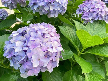 お庭の紫陽花に癒される日々です