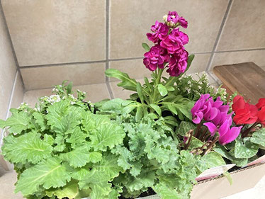 奥と右側は職人の花壇、手前の緑は私の花壇に植える予定。秋冬が楽しみです!