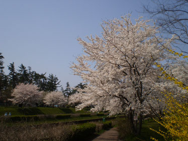 今日の「新堀川公園」。お花見の隠れスポット。（画像をクリックして拡大）