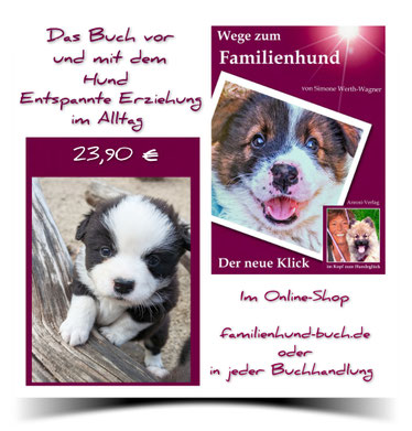 Gut sozialisierter Kleinhund - der Chibietzu