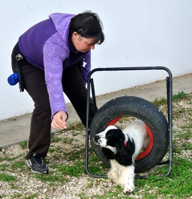 samba alle prese con la "ruota" d'agility