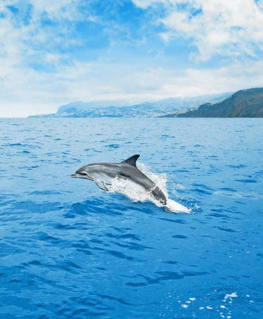 dolphin-wales-watching-best-things-to-do-madeira-island-portugal