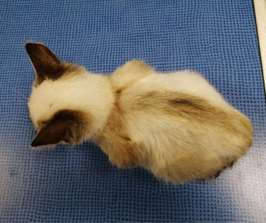 chaton siamois amaigri vu du dessus sur une table vétérinaire bleue.