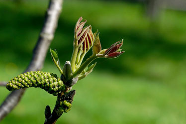 Fleur de noyer en gros plan.