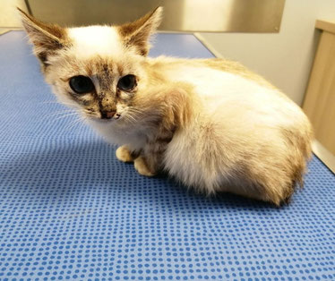 chaton siamois sur une table de soin de vétérinaire.