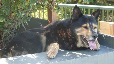 Bild: Schäferhund