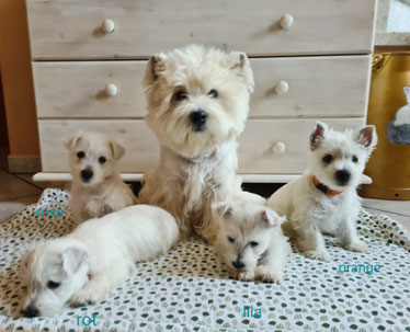 Westies von de Bek