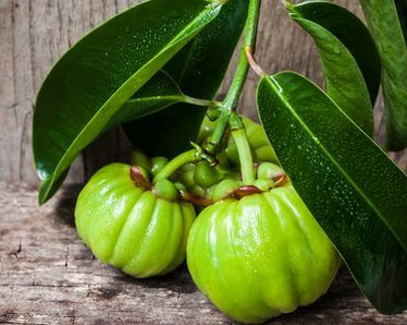 garcinia cambogia