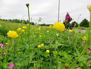 Wunderschön, die vielen "Ankebälli" (Trollblumen) an unserer Strecke.