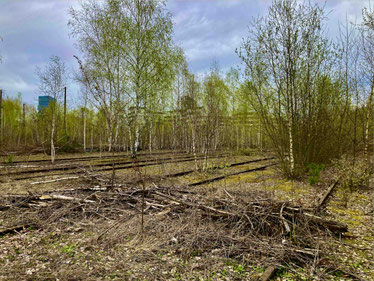 DIE NATUR HAT ÜBERNOMMEN – das alte Gleisfeld ist zu einem Birkenwald geworden