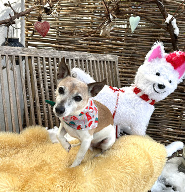 Weihnachtshalsbänder für Hunde