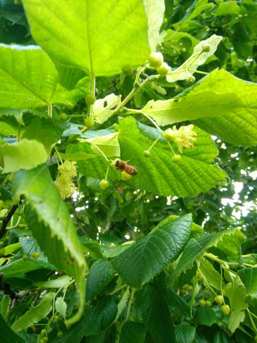 20.06.2020: Die ersten Lindenblüten werden beflogen.