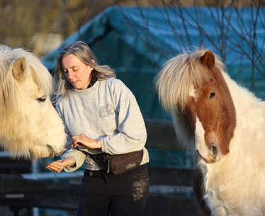 Freizeitreiterin Sigrid steht zwischen den beiden Isländern Skarpur und Helgi und gibt Skarpur ein Leckerli. Helgi steht mit höflichem Abstand daneben und möchte offensichtlich auch ein Leckerli